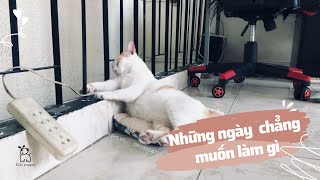 Nhạc chill cho một ngày không muốn làm gì cả