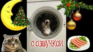 Приколы с котами – СМЕШНАЯ ОЗВУЧКА ЖИВОТНЫХ – Попробуй не засмеяться 2018 – DOMI SHOW