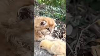 #kitten #cat #catlover #animals #bird #youtubeshorts #chicken #funny #youtubeshorts