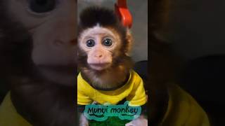 baby monkey #babyanimal #babymonkey #funny #mongkey #cute #babymonpai #monkey #animals #babyprimate