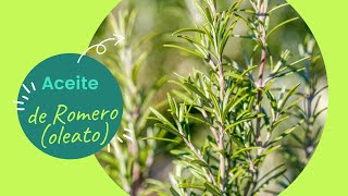 Cómo preparar Aceite de Romero (Oleato macerado) paso a paso | Aceite medicinal