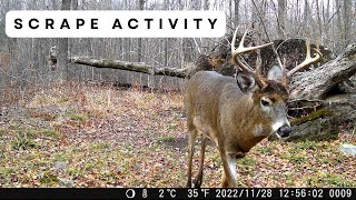 Four Bucks Visit the Mock Scrape | Trail Cam Videos