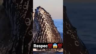 Respect video💯😱💯 | Wait for end😯😱😇 | #shorts #amazing #fish #fishlover