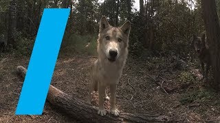 Wild With: Wolves (360 Video)