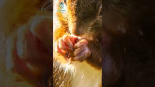 गिलहरी #amazingfacts #fact #wildlife #natureshorts #nature #naturewonders #Squirrel #red Squirrel