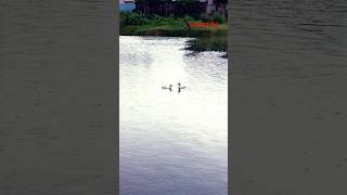 love ducks #shortsfeed #ducks #love #water #lake #ishq #pyar #pets #petslover #trend #viral