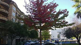 otoño en la ciudad