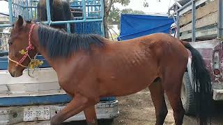 plaza ganadera  / CHALCO  vacas , borregos y mas / @ElRanchoyyoTagDominguez