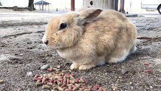 Apparently this rabbit understands Chinese!