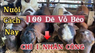 Nuôi 100 Dê Vỗ Béo Chỉ Cần 1 Nhân Công Khi Nuôi Bằng Cách Này / Nongdan85