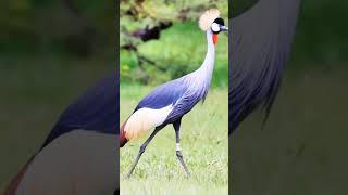 The Only Bird Wearing a Crown 👑 #africancrowncrane  #viral #facts cranes