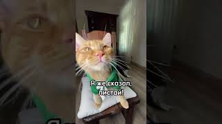 Это видео длится 3 секунды! Можешь листать😸