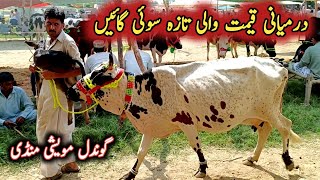 Middle Prices Desi Cross Milking Cows Updates || Gondal Maweshi Mandi By My Life Channel