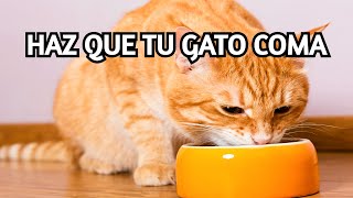 ¿Cómo Hacer que Tu Gato Vuelva a Comer?