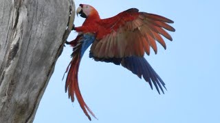 ARARA VERMELHA filmada na Floresta Amazônica em Brasnorte, MT