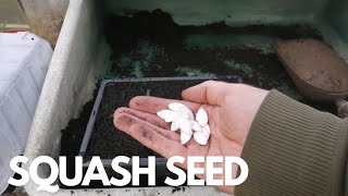 How to Sow Saved Squash Seed