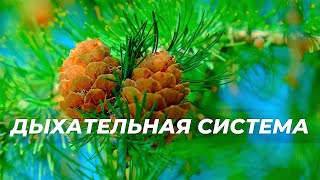 Дыхательная система. НОВЫЙ саблиминал. Полное исцеление всех органов дыхательной системы.