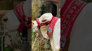 Khubsurat Qurbani ka janwar #qurbanistatus #eidaladha2023 #shotsvideo ....