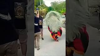 Barongan ngamuk Ngejar Penonton Usil#shorts #barongangalak #barongan