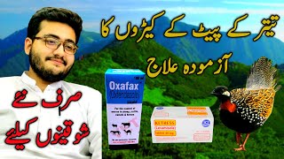 Pait ke keero ka ilaj kala teetar || کالے تیتر کے پیٹ کے کیڑوں کا علاج || Multani Shaukeen