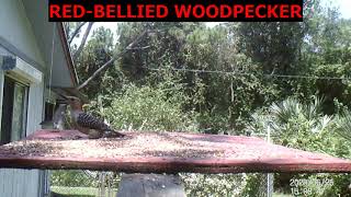 RED-BELLIED WOODPECKER, CARDINAL & SQUIRREL