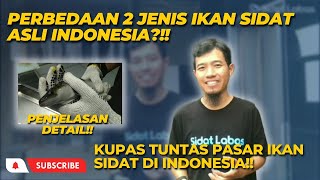 BAHAS TUNTAS PERBEDAAN 2 JENIS SIDAT DAN PASARNYA DI INDONESIA!!