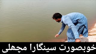 Fish Hunting || singara Fish || caught in rawal dam || Mateen Akhtar