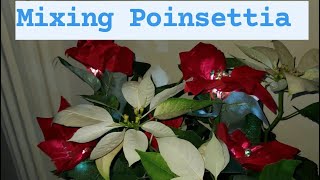 Poinsettia Christmas Flowers |Solar Garden Lights #Poinsettia #christmas  #Nochebuena