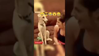 Funny dog and cat videos 2024 | funny animal videos shorts | shortsfeed | #cats #funnypetvideos