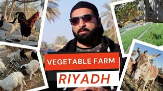 Vegetable Farm in Diriyah Riyadh| مزرعة خضار بالدرعية بالرياض