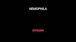 NEMOPHILA『Eniguma』6弦で弾いてみた#nemophila #enigma #7弦ギター #買って #cover