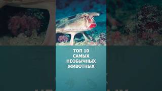 Топ 10 самых необычных животных #шортс #топ10 #странныеживотные #животные #ютубшортс #малышам