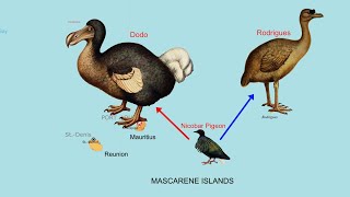 How Dodos and Rodrigues originated from Nicobar Pigeons