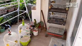 Tips & Trik Pelihara Burung Lovebird Kandang Box...