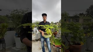 "ये बोन्साई पौधा कैसे बना सुपरस्टार? देखें अब!" "Bonsai Magic: Watch Your Tiny Tree Transform!"