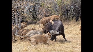 CAZADOR SANGRIENTO/ LEONES VS BUFALO MUERE/ SANGRE DE LEON/WILD AFRICA.