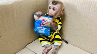 Tina the baby monkey hiding in a cardboard box eating cake is so cute