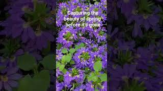 #spring beauty#youtubeshorts