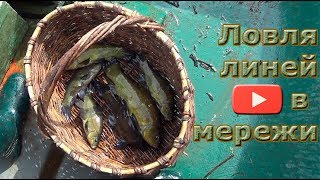 Ловля линей в мережи! Первая проба в этом сезоне!