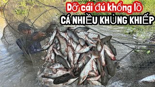 DỠ CÁI ĐÚ KHỔNG LỒ TRÚNG MẺ CÁ NHIỀU THẤY HAM | Bông Lúa Đồng Tháp