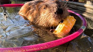 Happiness is a pink hula hoop, corn and a tantrum