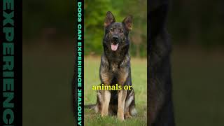 German Shepherd Intelligence | Dogs Can Experience Jealousy | Fact #shorts