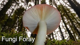 Bewcastle Fells Fungi Walk.