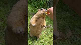 Chubby Himalayan Marmot Enjoys Delicious Cookie Treats!#cutemarmot #cuteanimals #marmot #marmota