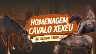 Toada CAVALO XEXÉU