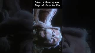 When a door opens...Dogs at 3am be like! #meme #shorts #newmeme