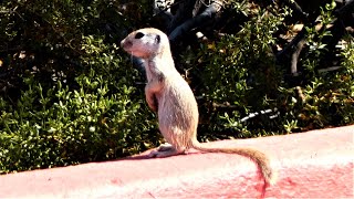 Round-tailed Ground Squirrel