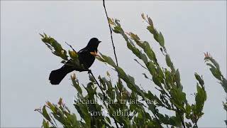 Trust | An Inspiration for Your Day | Bird on a Branch | Zen Inspiration