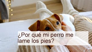 Descubre por qué tu perro lame tus pies: razones sorprendentes que no conocías