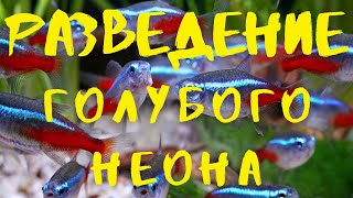 РАЗВЕДЕНИЕ ГОЛУБОГО НЕОНА ЧАСТЬ 1. НЕРЕСТ, ИКРА, ЛИЧИНКА (English subtitles)